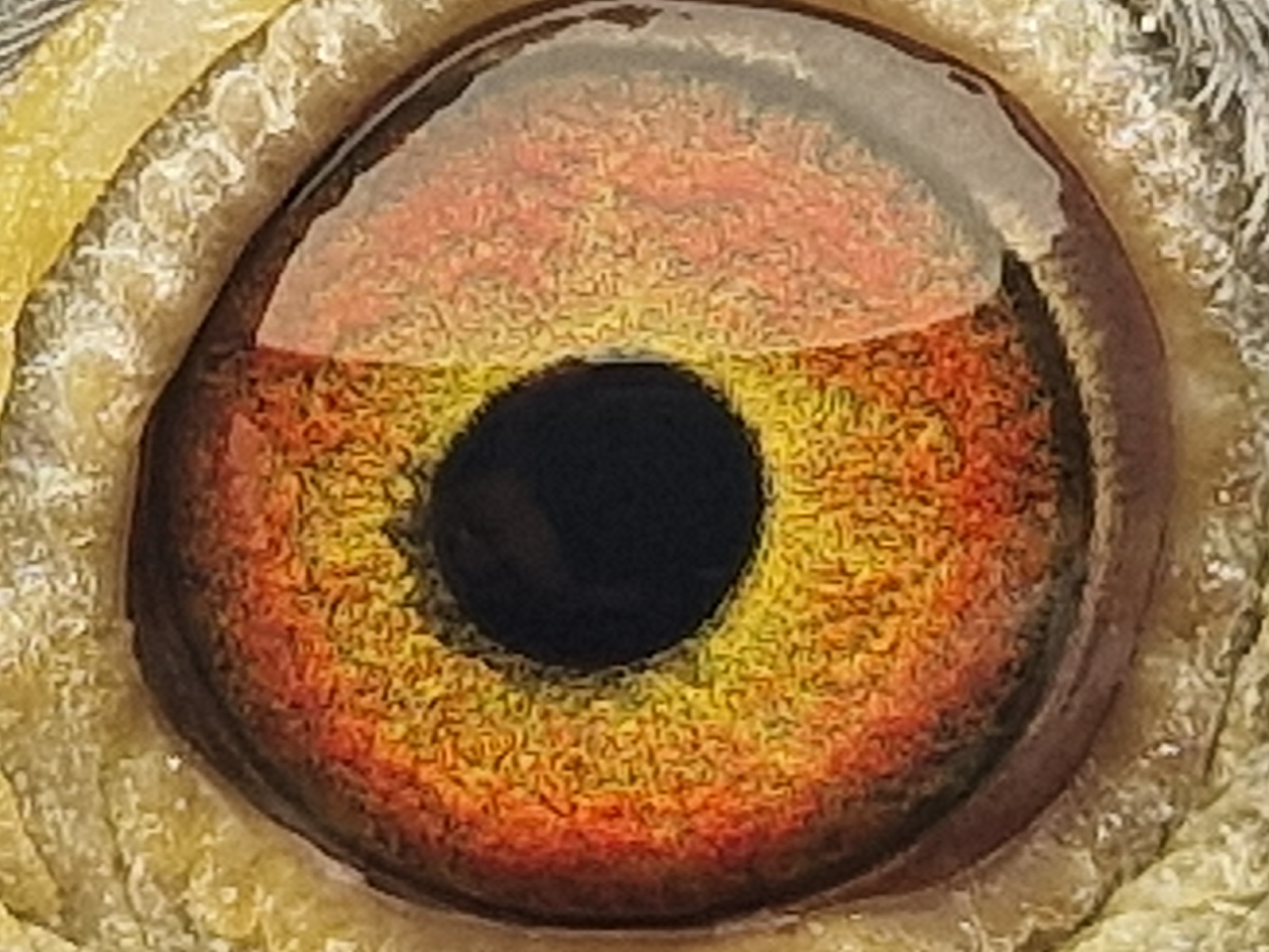 Pigeon eye